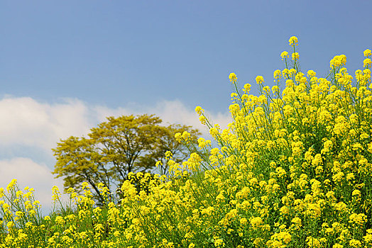 芥末,花圃