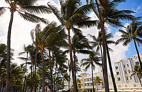 迈阿密海滩,海洋,大道,艺术装饰,地区,佛罗里达,美国,棕榈树