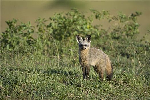 大耳狐,马赛马拉国家保护区,肯尼亚