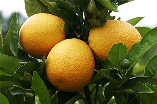 橘子,橘树
