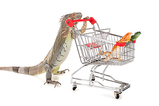 鬣蜥蜴,购物车