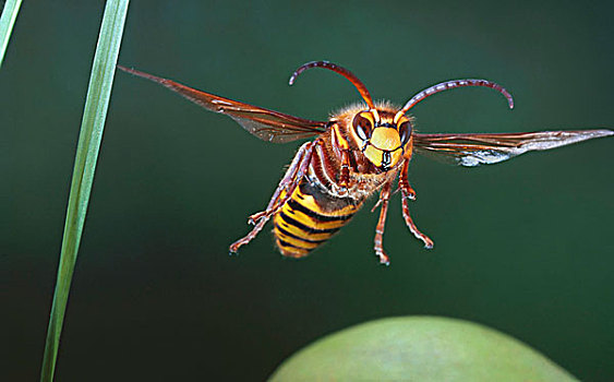 大黄蜂,低座小摩托