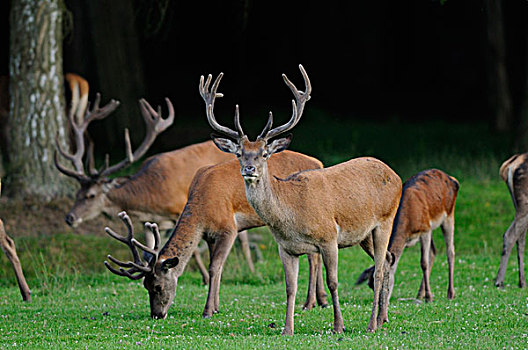 一个红色,鹿,马鹿,看着相机,而,牧,吃,草,在背景中