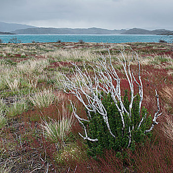 风景,植物,湖,背景,托雷德裴恩国家公园,巴塔哥尼亚,智利