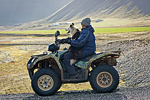 农民,线组,大,牧羊犬,绵羊,迁徙,靠近,冰岛,欧洲