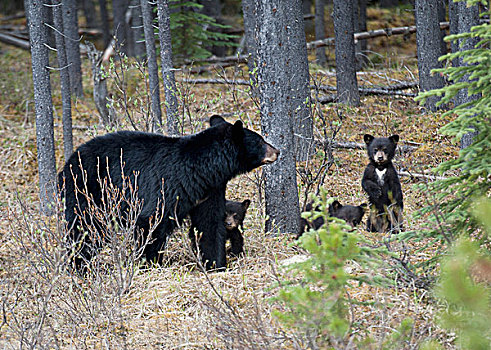 黑熊,美洲黑熊,幼兽,走,树林,碧玉国家公园,艾伯塔省,加拿大