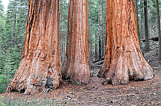 巨杉,小树林,优胜美地国家公园,加利福尼亚,美国,北美