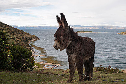 驴,提提卡卡湖,玻利维亚,南美