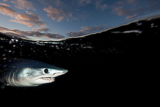 水下视角,鲨鱼,游动,靠近,暗色,海面,西海岸,新西兰