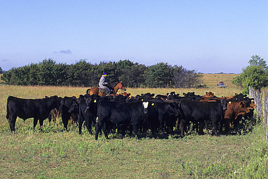 美国,堪萨斯,靠近,女牛仔,放牧,牛