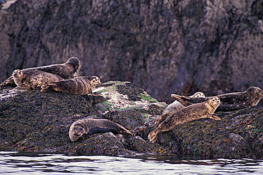 北美,加拿大,不列颠哥伦比亚省,太平洋沿岸,斑海豹