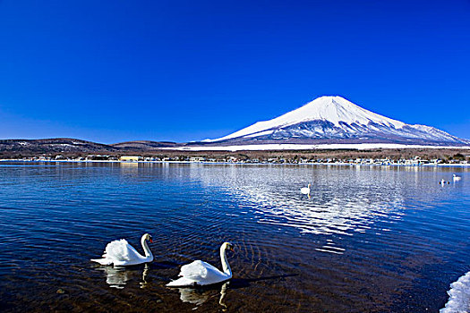 天鹅,湖,山,富士山