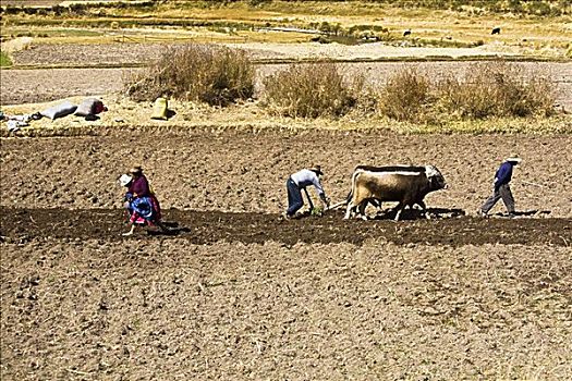 侧面,农民,耕作,地点,牛,普诺,库斯科市,秘鲁