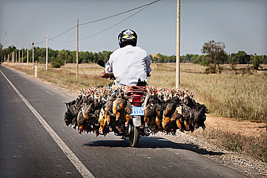 男人,运输,生活方式,鸡,摩托车,柬埔寨