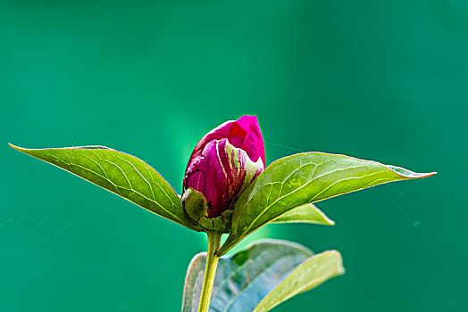 牡丹,芽