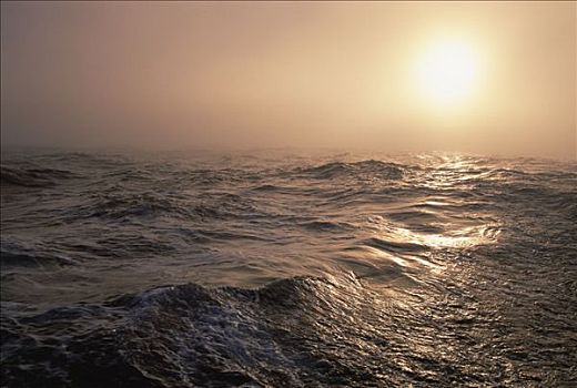 太阳,雾,平静,德雷克海峡,南极