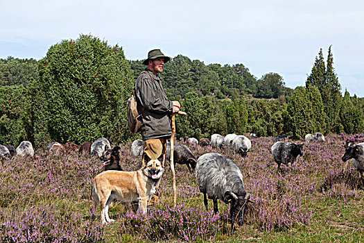 牧羊人,绵羊,狗,成群,高沼地,靠近,吕内堡,石南,下萨克森,德国,欧洲