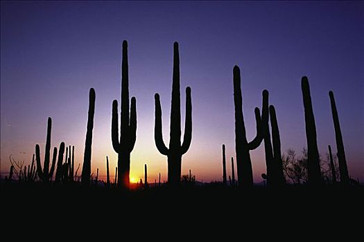剪影,仙人掌,日落,萨瓜罗国家公园,亚利桑那,美国