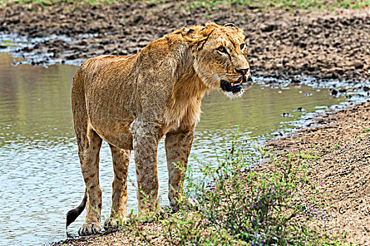 雌狮,水上,塞伦盖蒂,坦桑尼亚,非洲