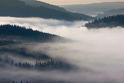 雾,黑森林,高处,湖,布赖施高,巴登符腾堡,德国,欧洲