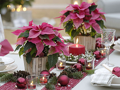 圣诞桌,装饰,一品红