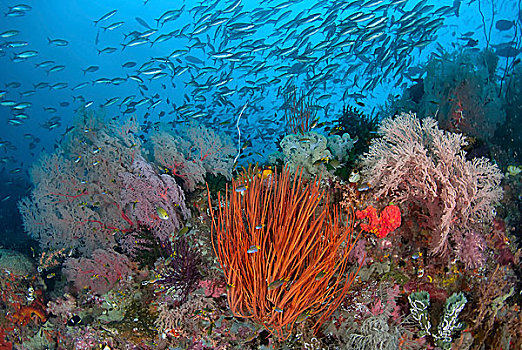 印度尼西亚,巴布亚岛,四王群岛,水下,景色,鱼,珊瑚,画廊