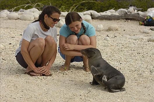 加拉帕戈斯,海狮,加拉帕戈斯海狮,幼仔,互动,游客,湾,西班牙岛,加拉帕戈斯群岛