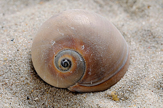 蜗牛壳,沙子