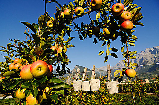 苹果,果园,靠近,锡安,瓦莱,瑞士,欧洲