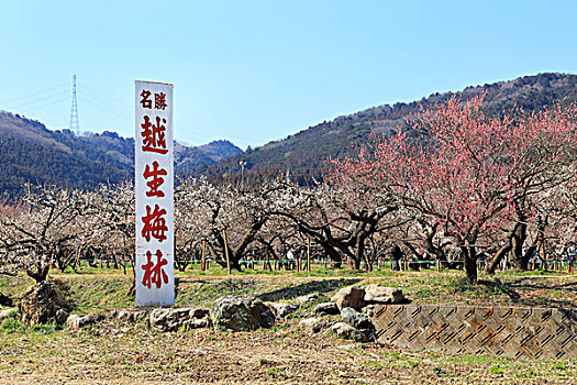 梅花,小树林