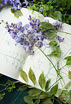 紫藤,总状花序,素描本