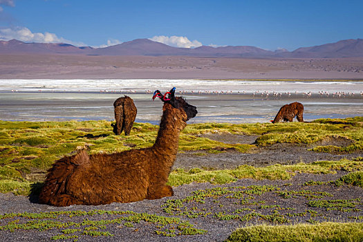 喇嘛,牧群,泻湖,高原,玻利维亚