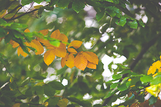 彩色,叶子,树,秋季,波兰