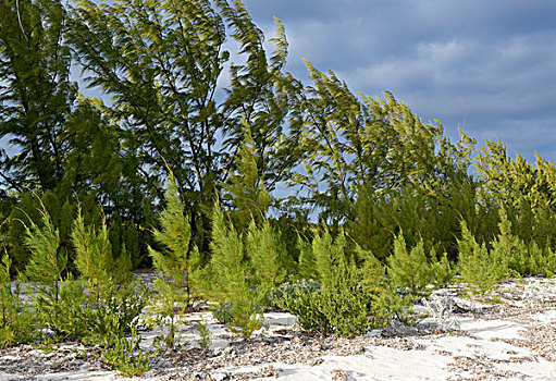 加勒比,英属维京群岛,悄悄话,松树,大幅,尺寸