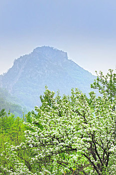 春季里长城脚下盛开着的雪白的梨花