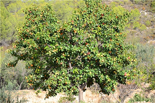 柿子,树,西班牙