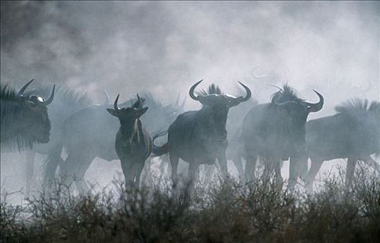 角马,卡拉哈迪大羚羊国家公园,南非