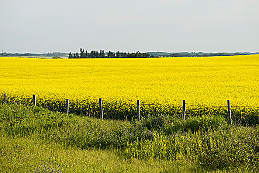 黄色,油菜地,曼尼托巴,加拿大