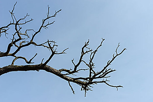 干燥,树枝,蓝天