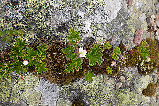 野花,石头,挪威北部