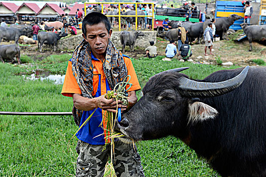 水牛,市场,苏拉威西岛,岛屿,印度尼西亚,东南亚