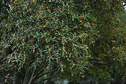 桂花桂树桂花树