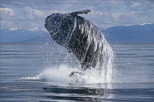 驼背鲸,鲸跃,东南阿拉斯加,夏天