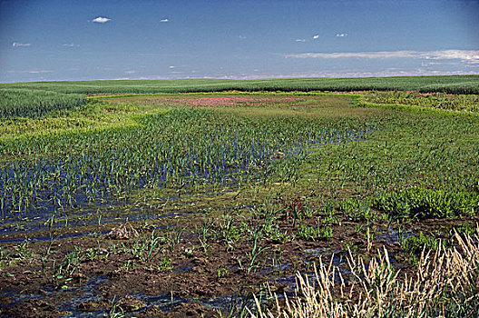 草原,低湿地,艾伯塔省,加拿大
