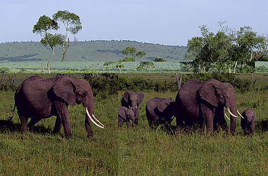 肯尼亚,马赛马拉,大象,幼兽