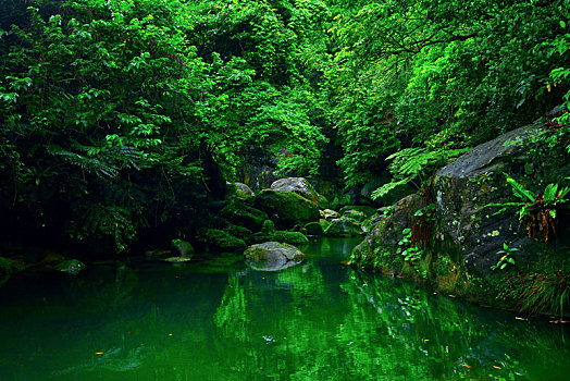 丛林,岛屿,冲绳,日本
