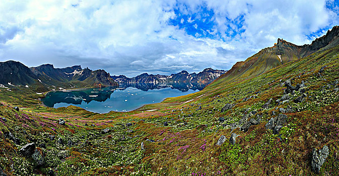 长白山天池高山花卉