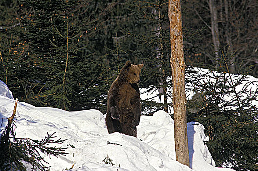 棕熊,成年,站立,后腿,雪