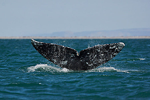 灰鲸,尾部,下加利福尼亚州,墨西哥