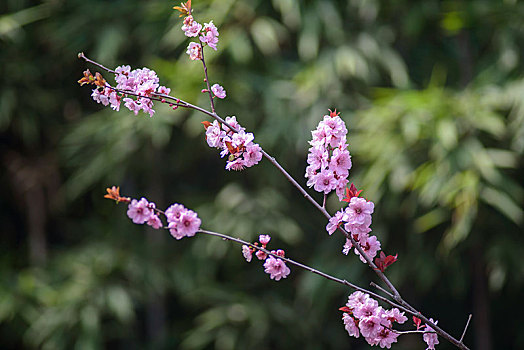 美人梅花